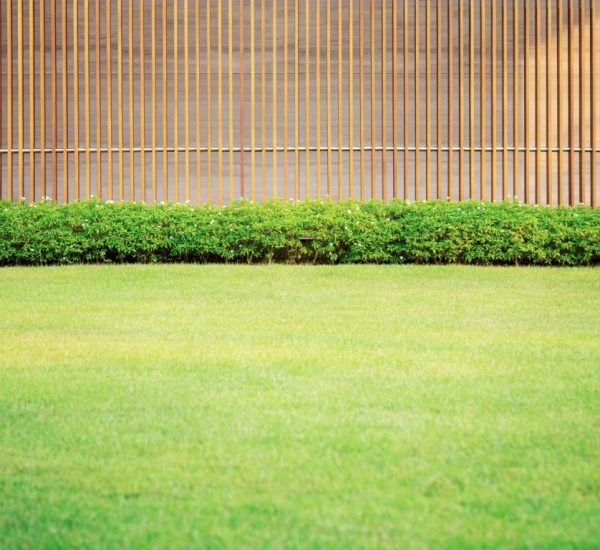 Lawn in garden with bamboo wooden background.